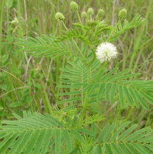 images/productimages/small/Desmanthus illinoensis seeds ayahuasca.png